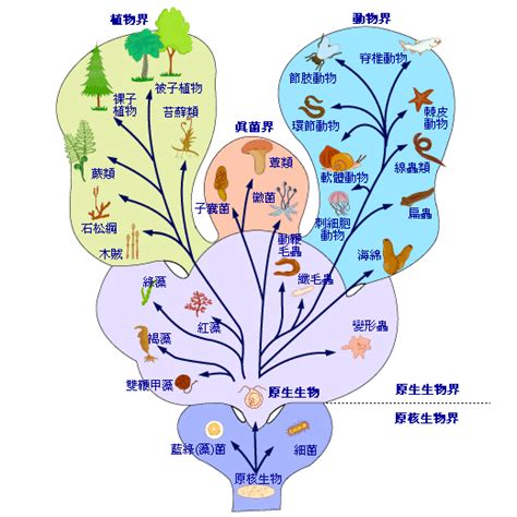 界門綱目科屬種查詢|分類學